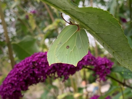 A purple Buddleia flower with green leaves and green Brimstone butterfly on it