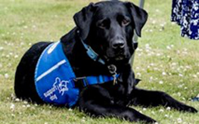 A black Labrador lying down on the grass and wearing a blue harness