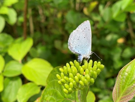 A light blue butterfly sitting on a green plant