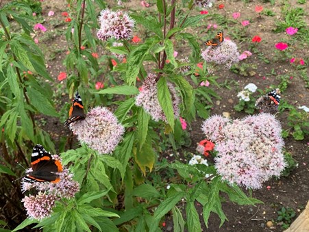 Red admiral butterflies sitting in the pink blossoms of a plant