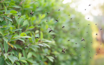 A swarm of mosquitoes with bushes in the background