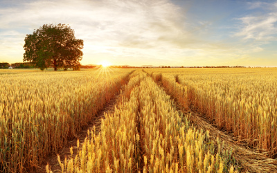 A field of golden-coloured wheat