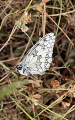 A marbled white butterfly sitting on grass