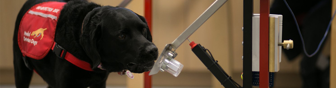  Dog used in research for bio detection
