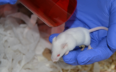 Researcher lifting mouse in a 'tunnel'