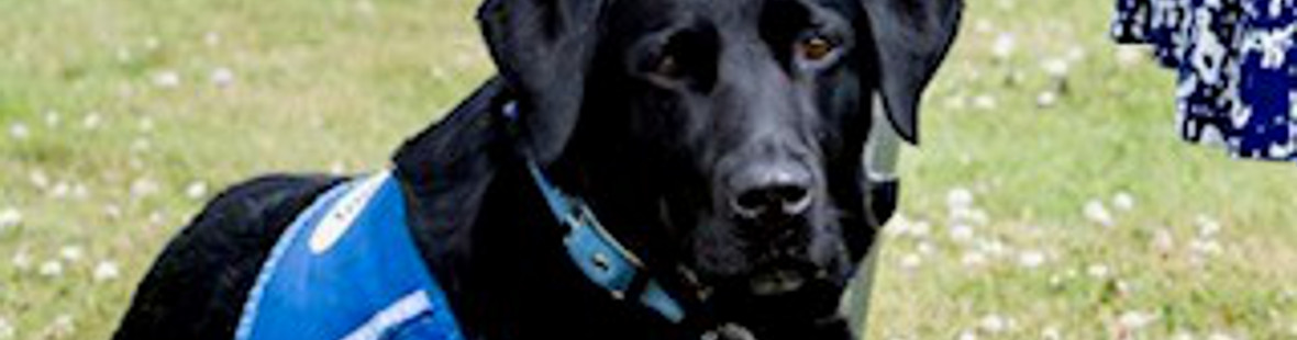 Black Labrador dog wearing blue assistance vest