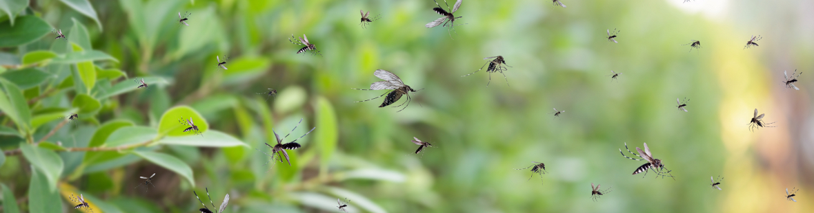 A swarm of mosquitoes, with bushes in the background