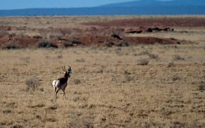 Endangered Sonoran pronghorn. Photo by Florin Chelaru