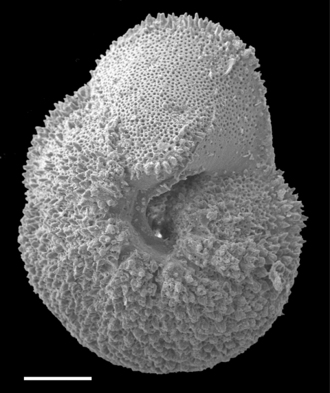 Image of fossil