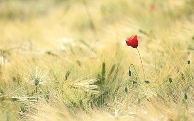 Photo of a single poppy in a field