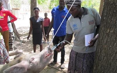 Pig being fed by trainee