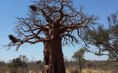 A baobab tree in the African bush