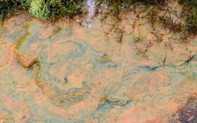 Brown, muddy water next to green plants
