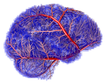 Image shows the computational model of the brain arteries  