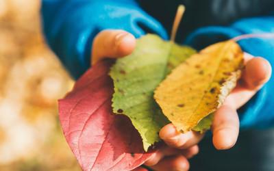 A child holding a red, a green and a yellow leaf in their hands