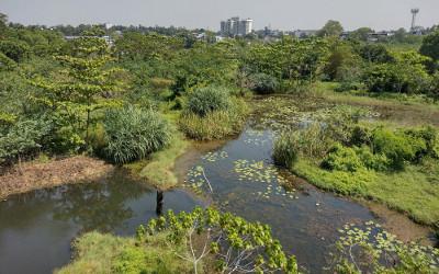 Colombo wetlands