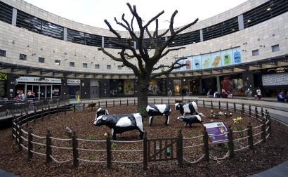 Concrete cows