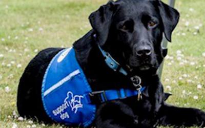 Black Labrador dog wearing a blue assistance vest