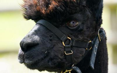 Geronimo the alpaca