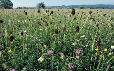 A field filled with coloured assorted flowers