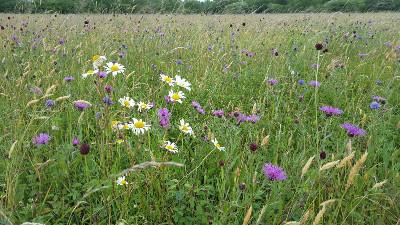 Floodplain meadow flowers. Credit Vicky Bowskill