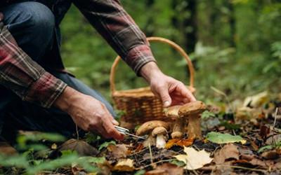A man in the woods, kneeling down with a wicker basket next to him on the ground, and cutting mushrooms with a knife