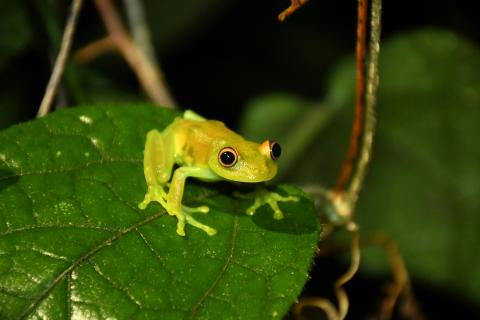 A small, green frog sitting on a green leaf