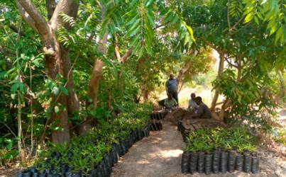 Macadamia Nursery