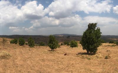 An open plain, with dried, yellow grass and trees