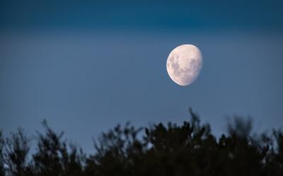 Full moon in dark blue sky, with trees in the foreground