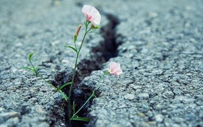 A plant with pink flowers growing out a crack in the road