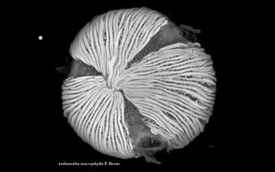 A microscopic image of pollen