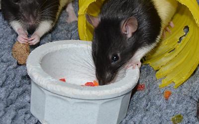 Black and white rats eating food out of a white bowl