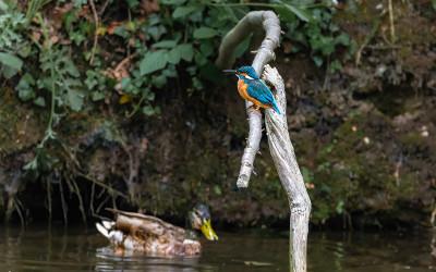 A river bankside, with a duck on the river and a kingfisher sitting on a branch above the river