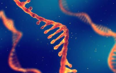 Some long non-coding RNAs make it easier for cancer cells to multiply. nobeastsofierce/ Shutterstock