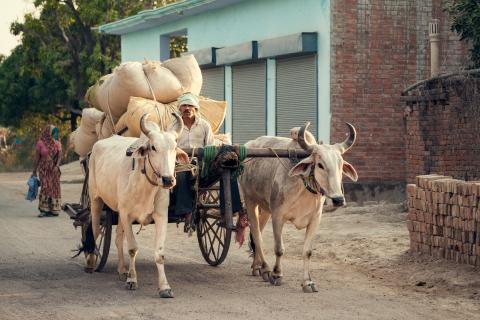 Shutterstock-289745486 - Indian ox and cart