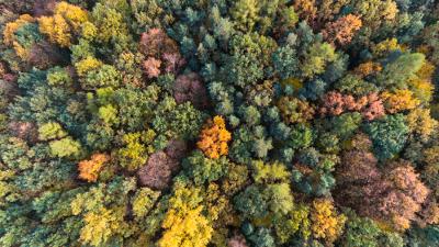 Aerial view of trees