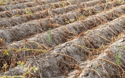 Dried up crop
