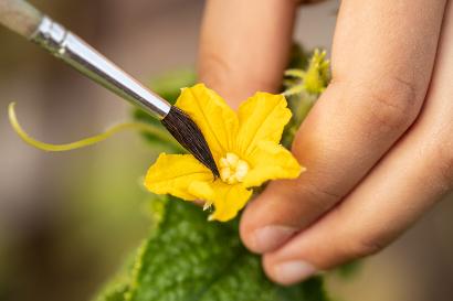 Hand holding plant