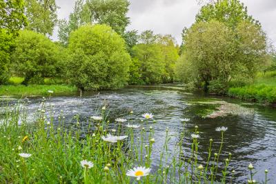 Wet meadows