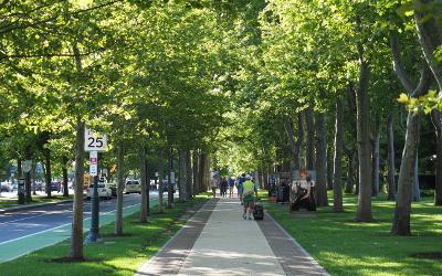 Tree lined street