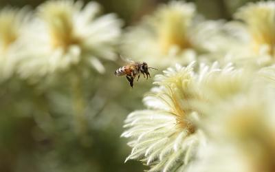 Bee flying above flower