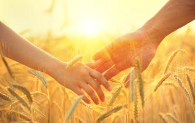 Couple taking hands and walking through golden wheat field with beautiful sunset