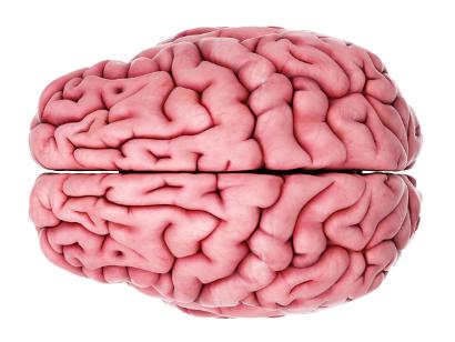 Shutterstock-305272922 Human Brain
