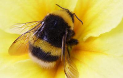Bumblebee on yellow flower