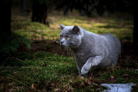 Shutterstock-518269672 Cat hunting in the woods
