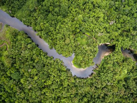 Shutterstock-558269560 Amazon rainforest