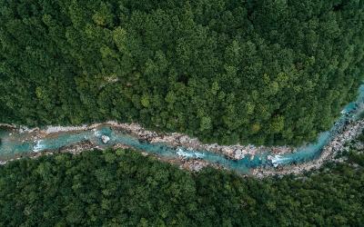 Aerial view of forest and trees