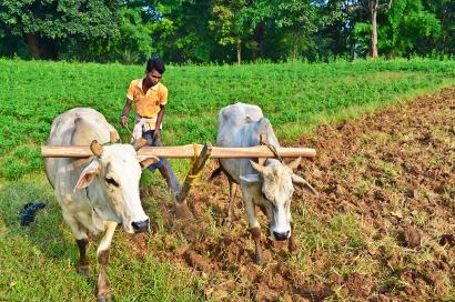 Shutterstock-99150260 Farmer ploughing the farmland with wooden plough and bulls