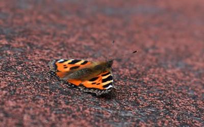 An orange, black and white coloured tortoiseshell butterfly, 